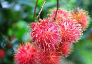 寶寶可以吃紅毛丹嗎？寶寶多大了可以吃紅毛丹？