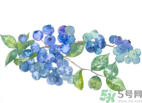 藍(lán)莓沒(méi)成熟可以吃?藍(lán)莓沒(méi)熟透可以吃嗎