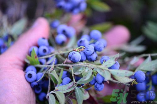 吃藍莓要剝皮嗎?正確吃藍莓的方法