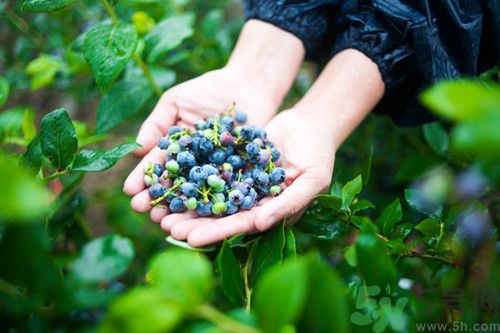 藍(lán)莓不能和什么一起吃?藍(lán)莓和什么相克 藍(lán)莓不能和什么一起吃?藍(lán)莓和什么相克