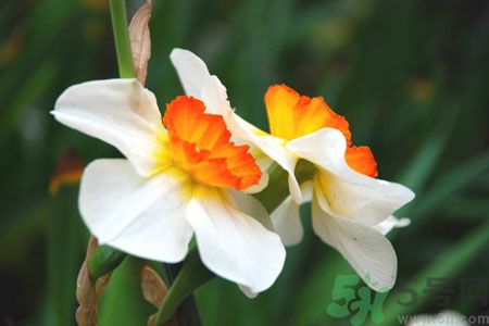 父親節(jié)送什么花好？父親節(jié)送什么花？