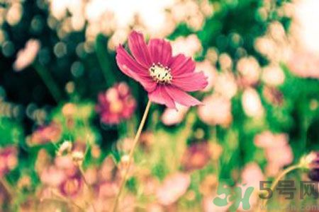 父親節(jié)送什么花好？父親節(jié)送什么花？