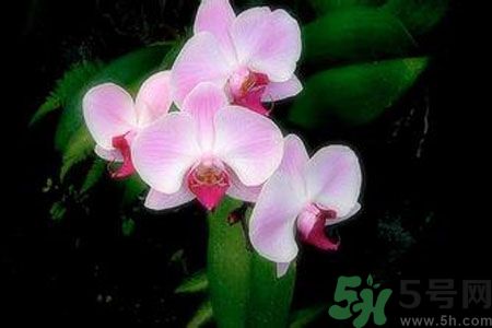 父親節(jié)送什么花好？父親節(jié)送什么花？