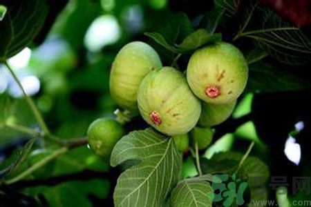 無花果是發(fā)物嗎？無花果樹不是發(fā)物？