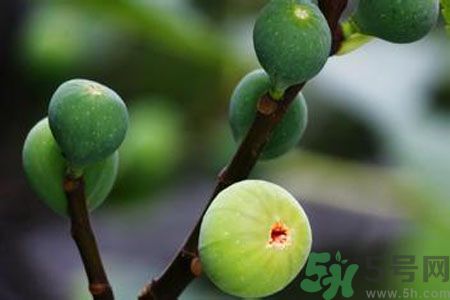 無花果是酸性還是堿性？無花果是堿性嗎？