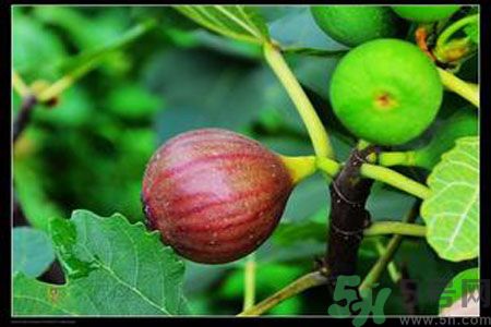 孕婦可以吃無花果嗎？懷孕可以吃無花果嗎？