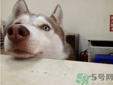 acca kappa官網(wǎng)地址 acca kappa是什么牌子？