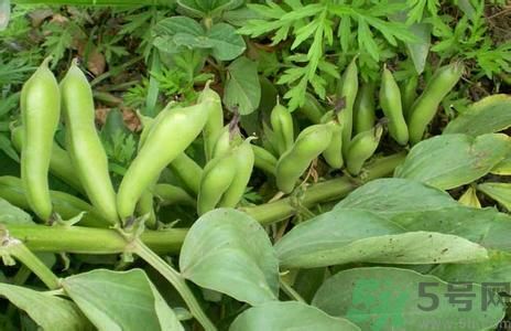 豌豆和蠶豆能一起吃嗎?豌豆和蠶豆的區(qū)別 豌豆和蠶豆能一起吃嗎?豌豆和蠶豆的區(qū)別