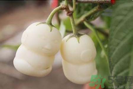 人參果是發(fā)物嗎？人參果是不是發(fā)物？