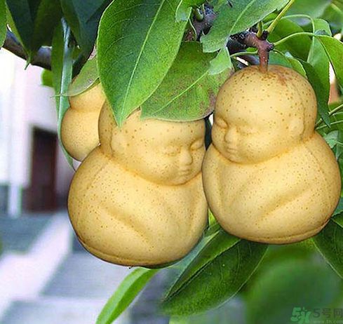 哺乳期可以吃人參果嗎？哺乳期吃人參果好嗎？