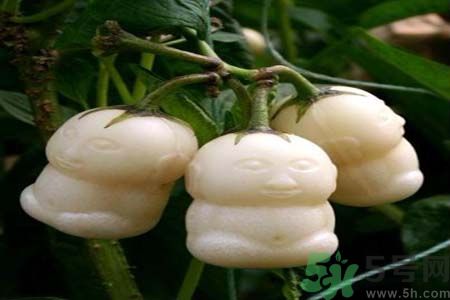 哺乳期可以吃人參果嗎？哺乳期吃人參果好嗎？