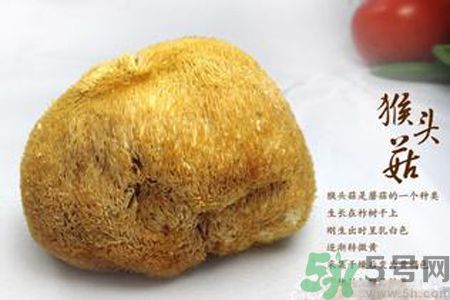 猴頭菇是發(fā)物嗎？猴頭菇是不是發(fā)物？
