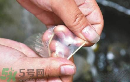 3個(gè)月懷孕2次 怎么辨別避孕套優(yōu)劣？