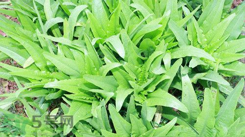 吃油麥菜會回奶嗎?油麥菜回奶食譜 吃油麥菜會回奶嗎?油麥菜回奶食譜