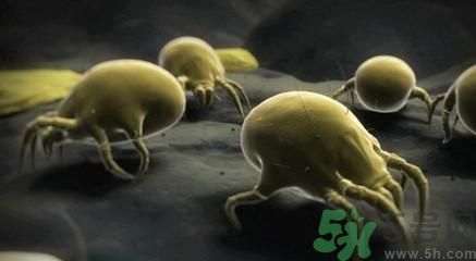 花露水可以去螨蟲嗎?花露水能去螨蟲嗎? 花露水可以去螨蟲嗎?花露水能去螨蟲嗎?