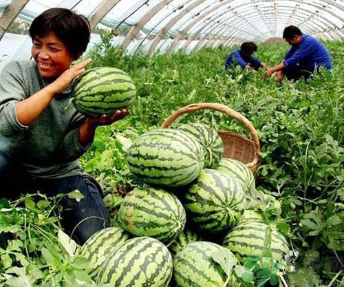 買西瓜為什么要拍?中國(guó)人買西瓜為什么喜歡敲敲 買西瓜為什么要拍?中國(guó)人買西瓜為什么喜歡敲敲