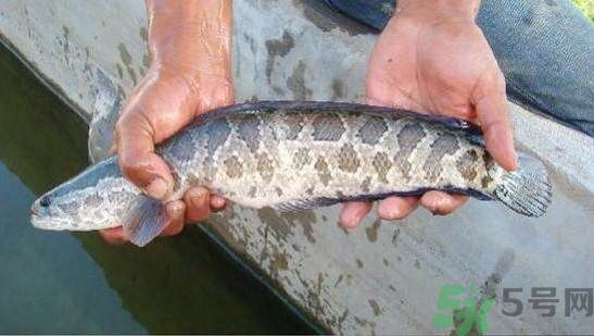 產(chǎn)婦可以吃黑魚(yú)嗎?產(chǎn)婦吃黑魚(yú)回奶嗎