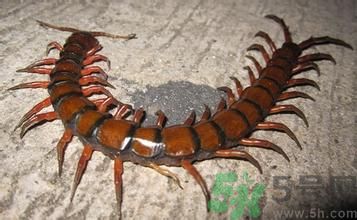 寢室有蜈蚣怎么辦?宿舍有蜈蚣怎么消滅? 寢室有蜈蚣怎么辦?宿舍有蜈蚣怎么消滅?