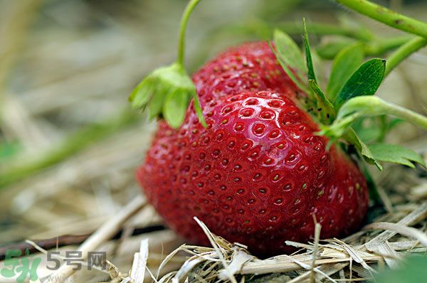 草莓和什么榨汁好喝？草莓榨汁搭配什么好？