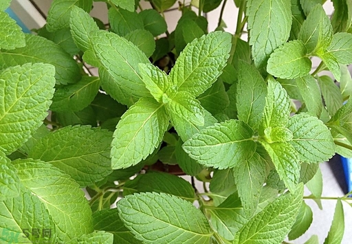 薄荷能美白嗎？薄荷有什么功效和作用？