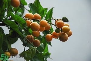 孕婦能吃黃皮果嗎？孕婦吃黃皮果好嗎？