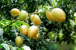 黃皮果是熱性還是涼性？黃皮果是涼性嗎？