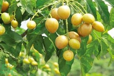 黃皮果是熱性還是涼性？黃皮果是涼性嗎？