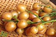 黃皮果是酸性還是堿性？黃皮果是堿性嗎？