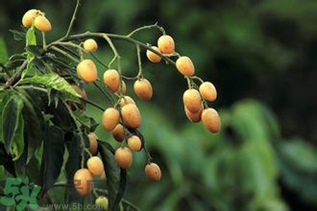 黃皮果是酸性還是堿性？黃皮果是堿性嗎？