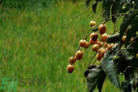 黃皮果果核可以吃嗎？黃皮果果核有什么功效？