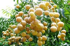 黃皮果果核可以吃嗎？黃皮果果核有什么功效？