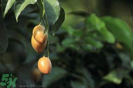 黃皮果果核可以吃嗎？黃皮果果核有什么功效？