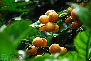 孕婦能吃黃皮果嗎？孕婦吃黃皮果好嗎？