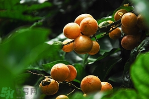 孕婦能吃黃皮果嗎？孕婦吃黃皮果好嗎？