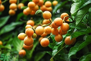 孕婦能吃黃皮果嗎？孕婦吃黃皮果好嗎？