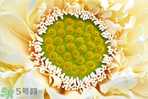 蓮蓬是什么東西？蓮蓬是什么顏色的？