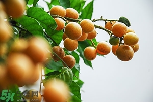 孕婦能吃黃皮果嗎？孕婦吃黃皮果好嗎？