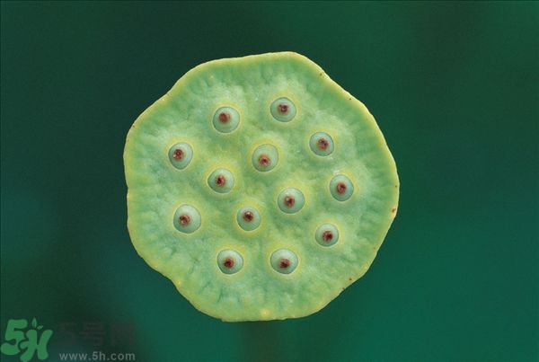 蓮蓬是什么東西？蓮蓬是什么顏色的？