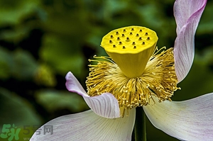 蓮蓬是什么東西？蓮蓬是什么顏色的？