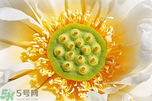 蓮蓬可以多吃嗎？蓮子吃多了會怎樣？