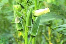 秋葵花可以吃嗎？秋葵花的做法