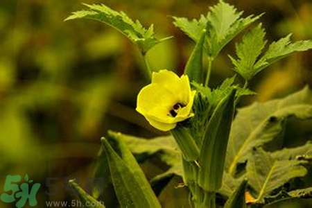秋葵花可以吃嗎？秋葵花的做法