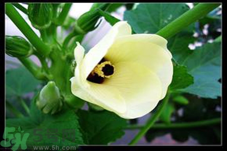 秋葵花可以吃嗎？秋葵花的做法