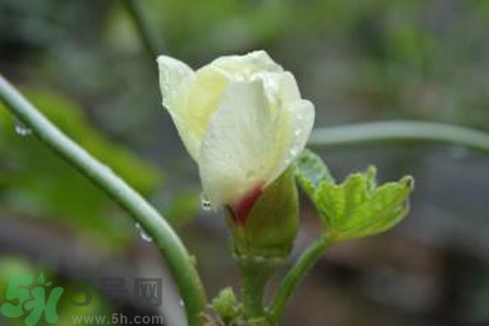秋葵花的功效和作用 秋葵花的營養(yǎng)價(jià)值和禁忌