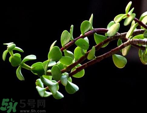 馬齒莧是熱性還是涼性？馬齒莧是涼性嗎？