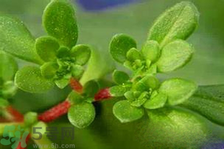 馬齒莧是不是發(fā)物？馬齒莧是發(fā)物嗎？