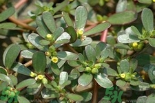 馬齒莧是酸性還是堿性？馬齒莧是堿性嗎？