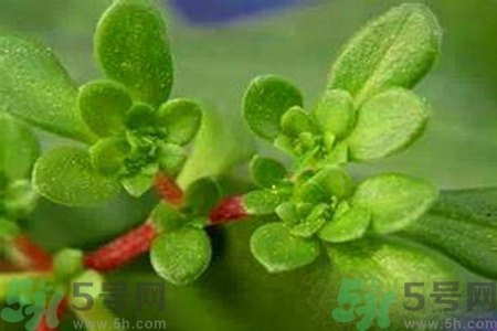 馬齒莧是酸性還是堿性？馬齒莧是堿性嗎？