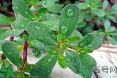 馬齒莧是酸性還是堿性？馬齒莧是堿性嗎？