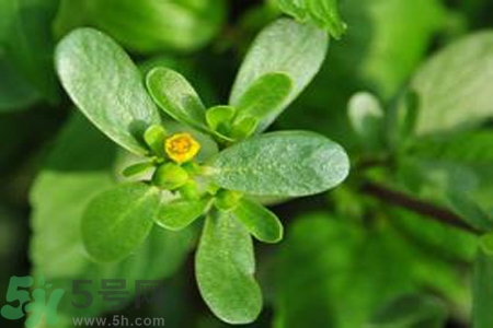 馬齒莧能治療扁平疣嗎？馬齒莧怎么治療扁平疣？